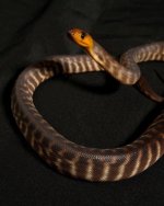 woma1.jpg