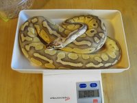 800 gram S.P.LesserM.jpg