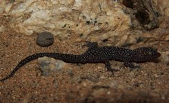 Pachydactylus bicolor - coastal form.jpg
