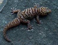 Pachydactylus tsodiloensis.jpg