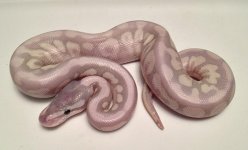 MYSTIC POTION HONEYBEE 1.jpg