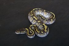 Lesser-Female-01-3_zps39cc0194.jpg