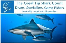 Shark Count cover fro website.jpg