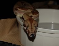 DSC_4671.JPG