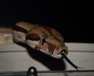 DSC_4673.JPG