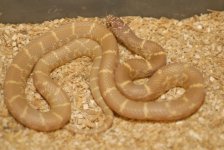 Lavander Albino Brooks Kingsnake.jpg