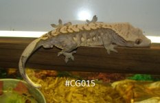 DSC00344.JPG