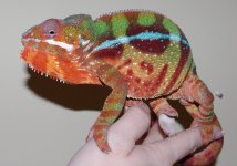 Blaze sm1.jpg