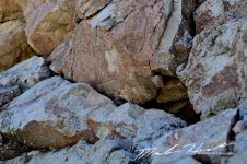 canyon-arizona-2013 391.jpg