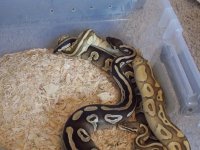 Female Mojave.jpg