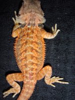 beardies 2014 005.jpg