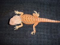 beardies 2014 001.jpg