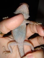 beardies 2014 003.jpg
