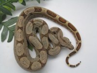 Male 2 pic 2.jpg