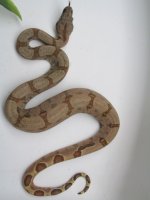 Male 3 pic 3.jpg