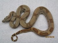 Male 4 pic 1.jpg