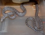 12 Cinder Blood 1 F  2013-12-29.JPG