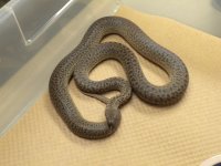 Granite Spotted 2.jpg