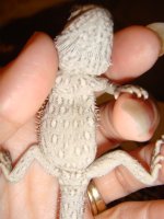 beardies 2014 027.jpg