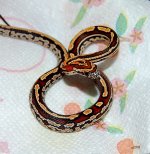 Tessera Female2  2013-12-21.JPG