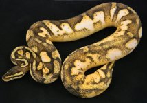 Pastel Calico Enchi pic2.jpg