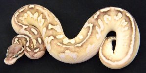Pastel Calico lesser.jpg