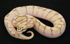 Queen Bee Enchi male.jpg
