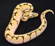 Bumble Enchi Calico.jpg