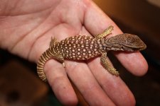 Baby Savanna Monitor.jpg