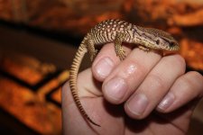 Baby Savanna Monitor2.jpg