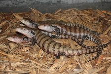 Meruake Blue Tongue Skinks.jpg