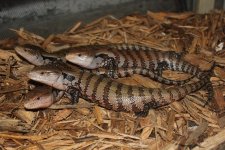 Meruake Blue Tongue Skinks1.jpg