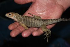 FM Rhino Iguana1.jpg