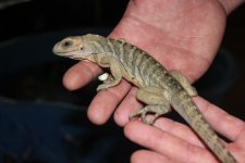 Male Rhino Iguana2.jpg