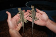 Male & FM Rhino Iguanas.jpg