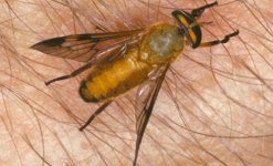 yellow_fly01.jpg