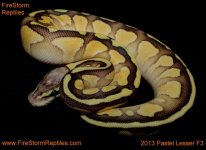 Pastel Lesser F3 Cinny x Pastel Lesser 2013 016tft.jpg
