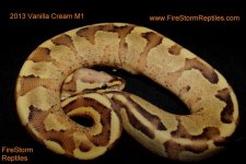 Vanilla Cream M1 2013 001tft.jpg
