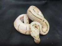 enchi spinner1.jpg