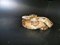casper.jpg
