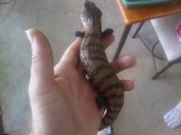 2nd skink we never got .jpg