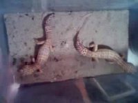 leathermans dirty gecko cage .jpeg
