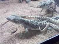 leathermans skinny leo lizards.jpeg