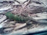 leathermans skinny lizard.jpeg
