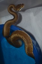DSC_0106.jpg