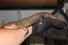 Solomon island ground skink.jpg