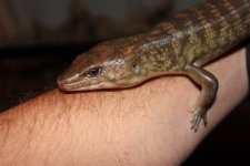 Solomon island ground skink1.jpg