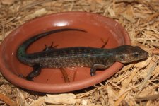Solomon island ground skink2.jpg