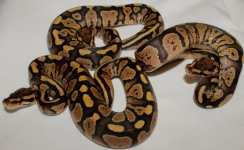 Fire (Granite) Females Houdini 001 (1)tf small.jpg