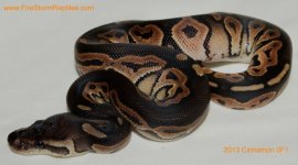 Cinnamon OF1 - Opal 2013 003tft.jpg